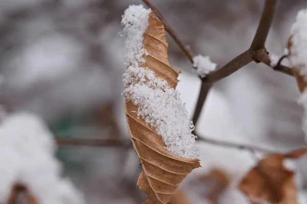 Closeup Shot Dry Leaves Covered Frost Winter — Stockfoto