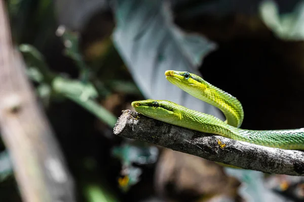 Крупный План Пары Маленьких Зеленых Змей Ветке — стоковое фото