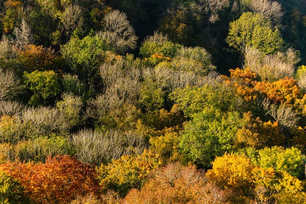 秋の森の山の空中風景 — ストック写真