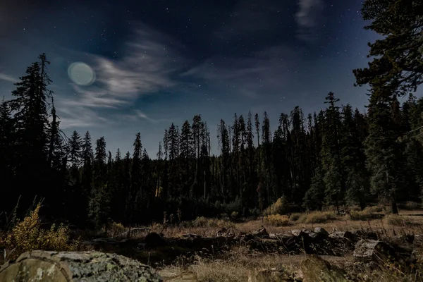 Den Vackra Utsikten Över Skogen Natten — Stockfoto