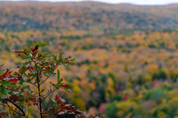 Primer Plano Quercus Buckleyi Hojas Otoño Bosque Con Fondo Borroso — Foto de Stock