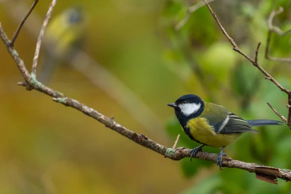 Detailní Záběr Žlutého Modrého Ptáka Větvi Stromu Lese — Stock fotografie