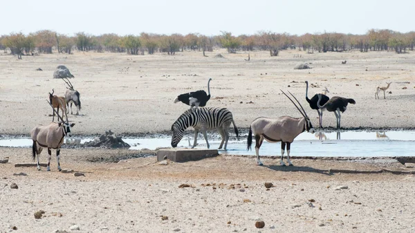 Különböző Állatok Safari Etosha Nemzeti Park Namíbia — Stock Fotó