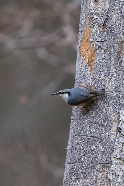 Nahaufnahme Eines Vogels Auf Einem Ast Eines Baumes Wald — Stockfoto