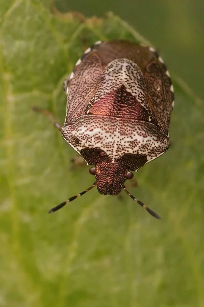 Vertical Closeup Woundwort Shieldbug Eysarcoris Venustissimus Sitting Green Leaf Garden — Stock Photo, Image
