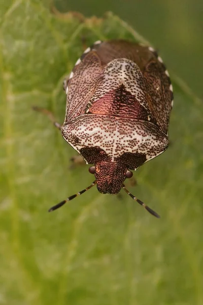 Вертикальний Склад Woundwort Shieldbug Eysarcoris Venustissimus Сидячи Зеленому Листі Саду — стокове фото