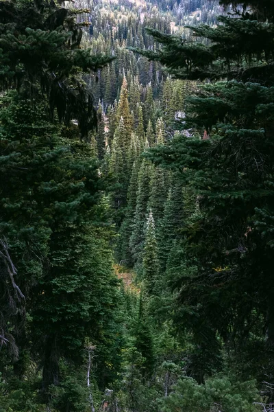 Вертикальный Снимок Высоких Деревьев Зелеными Листьями Лесу — стоковое фото
