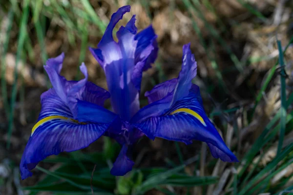 Iris Unguicularis Hermosa Flor Campo Colorido Natural Con Fondo Borroso — Foto de Stock
