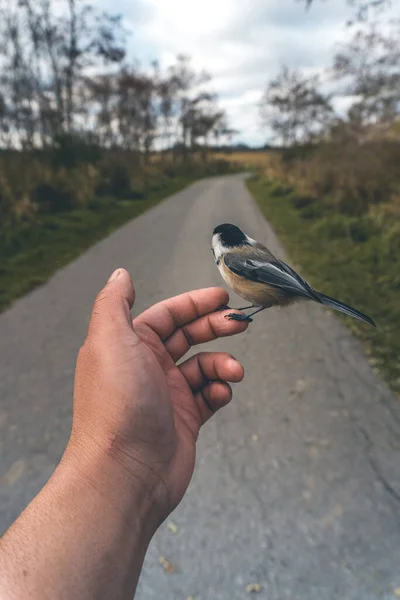 Disparo Vertical Pajarito Chickadee Negro Posado Una Mano Humana —  Fotos de Stock