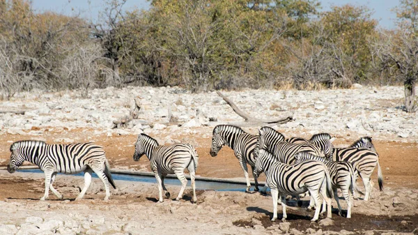 ナミビアのエトーシャ国立公園のサファリにいるゼブラスのグループ — ストック写真