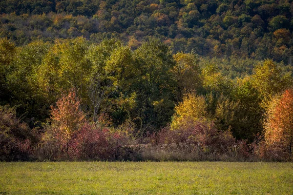 Uma Paisagem Campo Cercado Por Uma Floresta Coberta Plano Amarelado — Fotografia de Stock