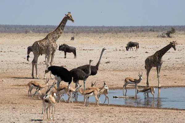 Különböző Állatok Safari Etosha Nemzeti Park Namíbia — Stock Fotó