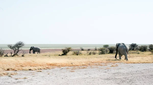 Egy Elefántcsoport Szafariban Etosha Nemzeti Parkban Namíbiában — Stock Fotó