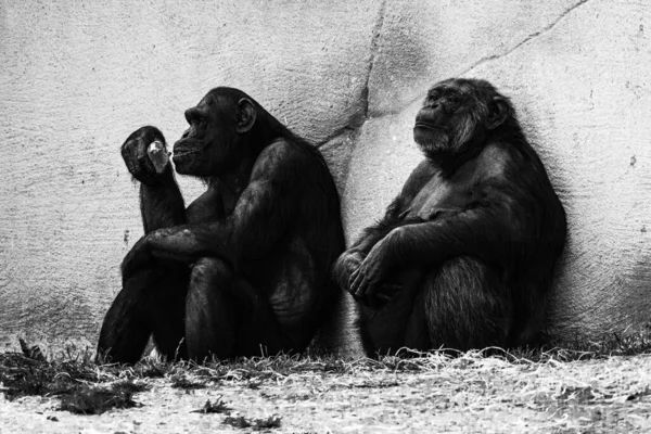 Graustufenaufnahme Eines Schimpansenpaares Einem Park — Stockfoto