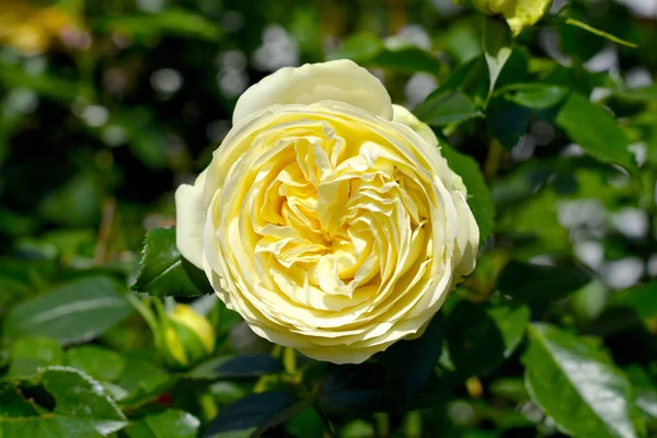 Primer Plano Una Hermosa Rosa Amarilla Jardín — Foto de Stock