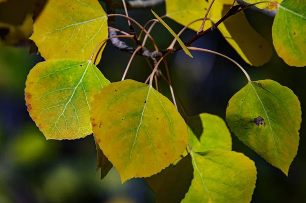 Närbild Gula Och Gröna Blad Ett Träd Hösten — Stockfoto