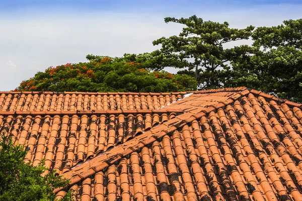 Blick Auf Ein Holzdach Mit Grünen Bäumen Vor Hellblauem Himmel — Stockfoto