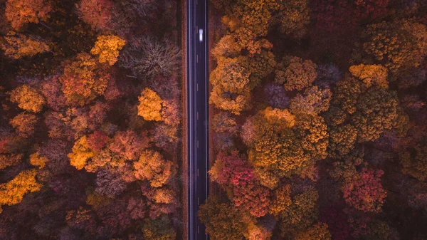 Top View Shot Road Forest Full Ofo Colorful Autumn Trees — Stock Photo, Image