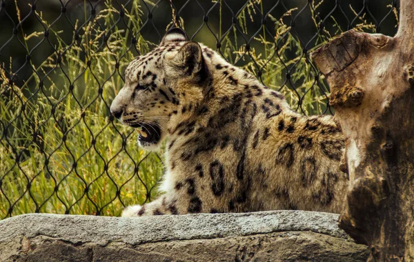 Enfoque Selectivo Leopardo Durmiendo Sobre Una Superficie Madera — Foto de Stock