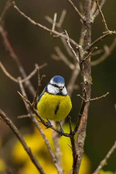 Gros Plan Oiseau Jaune Bleu Sur Une Branche Arbre Dans — Photo