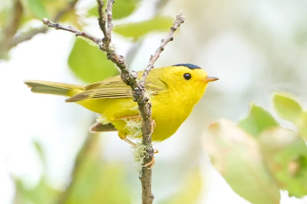 Selective Focus Shot Wilson Warbler Perched Branch Daylight — Stock Photo, Image