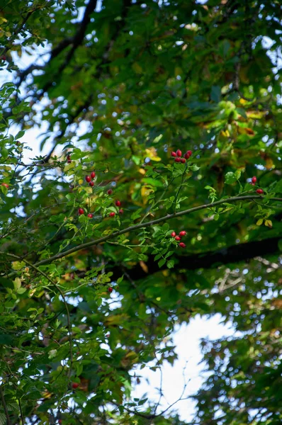 나무에서 자라는 열매들 — 스톡 사진