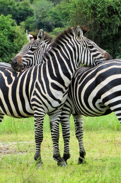Eine Vertikale Aufnahme Von Zebras Akagera Nationalpark Ruanda Afrika — Stockfoto