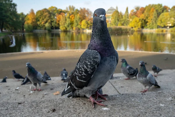 秋の公園の都会の鳩 — ストック写真