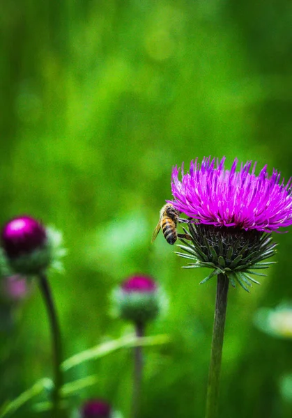 Vertikal Närbild Skott Ett Pollinerar Vackra Tistel Blommor — Stockfoto
