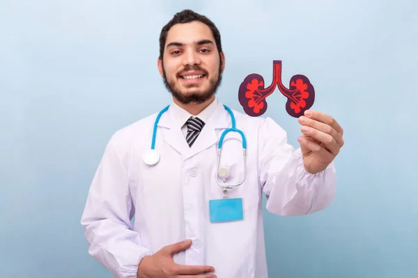 Ein Professioneller Arzt Mit Einer Figur Aus Einem Nierenorgan — Stockfoto