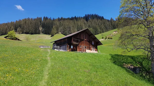 Una Vista Fascinante Hierba Árboles Madera Azul Nublado Hasliberg Suiza — Foto de Stock