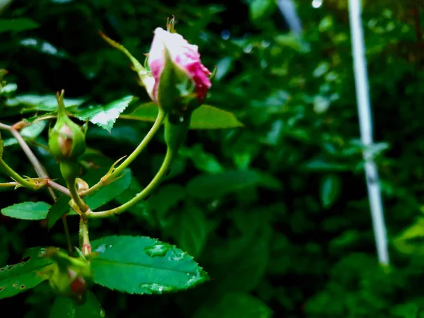 Selektiv Fokusbild Rosa Rosenknopp — Stockfoto