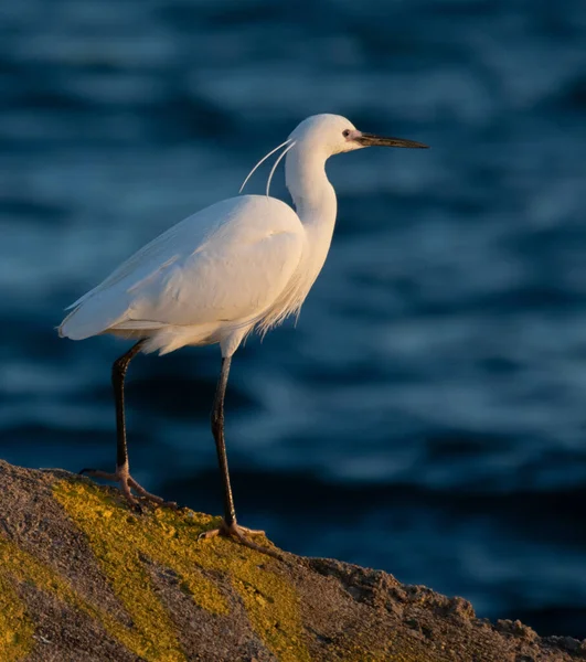 Beautiful White Heron Land Beautiful Sea View Background Sunny Day — Stock Photo, Image