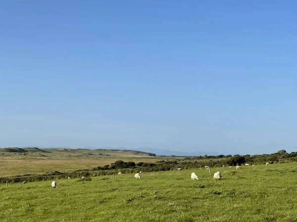 Прекрасный Вид Коров Овец Большом Зеленом Поле — стоковое фото