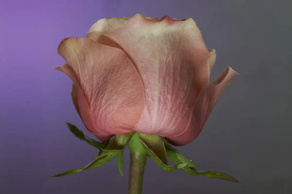 Nahaufnahme Einer Rose Die Garten Blüht — Stockfoto