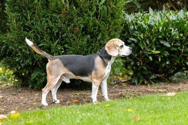 Primer Plano Increíble Perro Beagle Jardín Verde — Foto de Stock