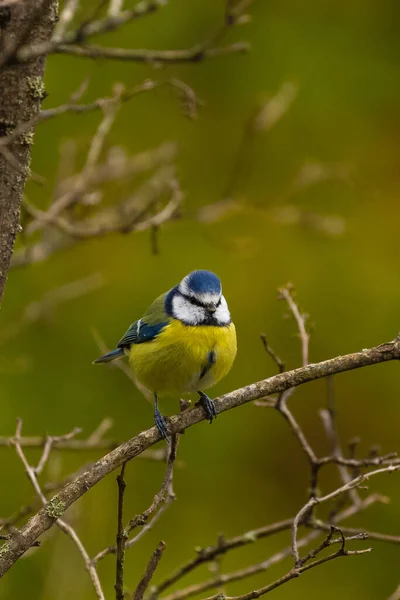 Egy Közeli Kép Egy Sárga Kék Madárról Egy Ágán Erdőben — Stock Fotó