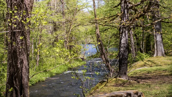 木々に囲まれた森の中の川の美しい景色 — ストック写真