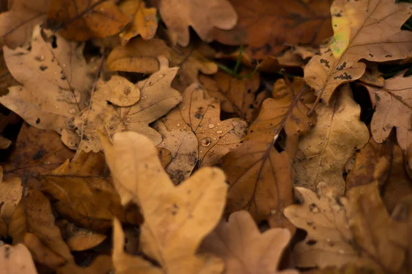 Eine Nahaufnahme Von Getrockneten Herbstblättern Die Mit Wassertropfen Bedeckt Sind — Stockfoto