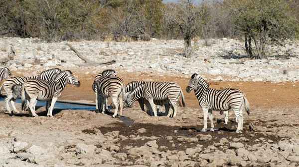 Etosha Ulusal Parkı Namibya Daki Safari Bir Grup Zebra — Stok fotoğraf