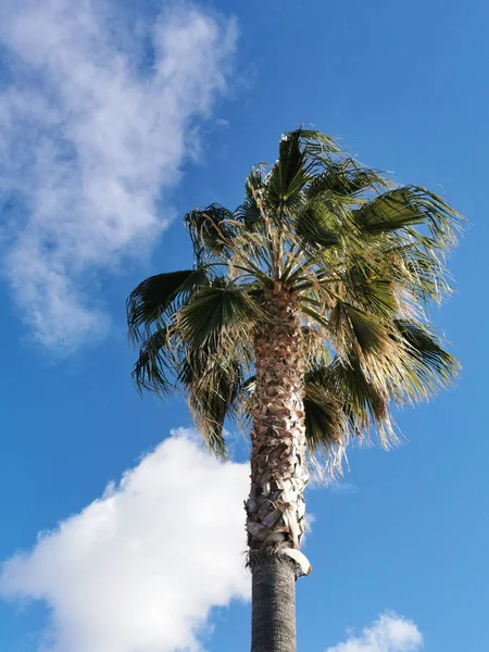 スペインのマドリードの青い曇り空の下でヤシの木の垂直ショット — ストック写真