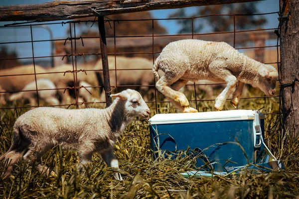 草の上に立つ羊の群れ — ストック写真