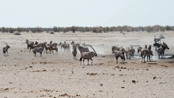 Różne Zwierzęta Safari Parku Narodowym Etosha Namibia — Zdjęcie stockowe