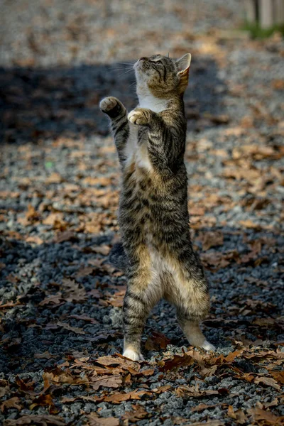 Primo Piano Gatto Una Strada Durante Giorno — Foto Stock