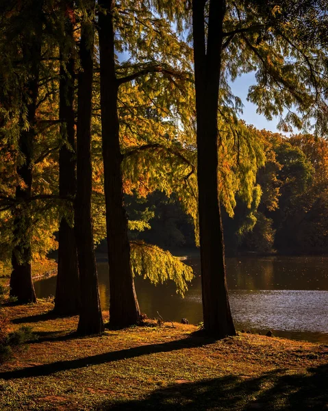 Tiro Vertical Lago Cercado Por Uma Floresta Plantas Amareladas Dia — Fotografia de Stock