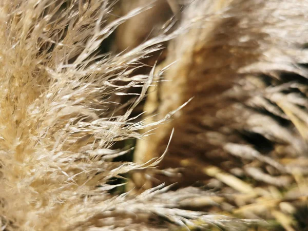 Eine Nahaufnahme Von Trockenem Gras Für Tapete Und Hintergrund — Stockfoto