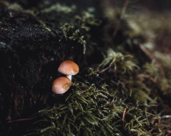 Ένα Κοντινό Πλάνο Μικρών Μανιταριών Ένα Δάσος — Φωτογραφία Αρχείου