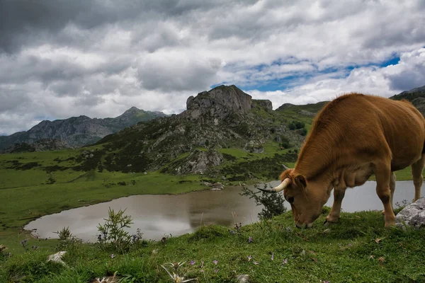Uma Vaca Pastando Uma Colina Perto Lagos Covadonga Espanha Abaixo — Fotografia de Stock