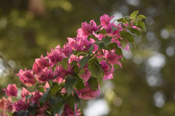 在绿色的背景下 在花园里拍了一张美丽的粉色小花的特写照片 — 图库照片