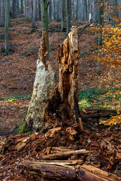 Pionowe Ujęcie Rozbitego Drzewa Środku Lasu — Zdjęcie stockowe